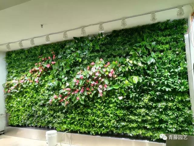 漯河园林绿化处会议室植物墙